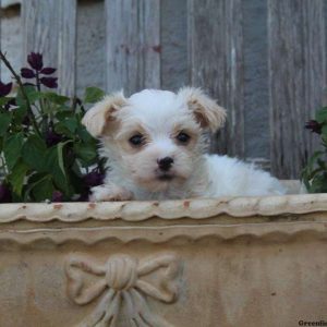 Josiah, Morkie / Yorktese Puppy