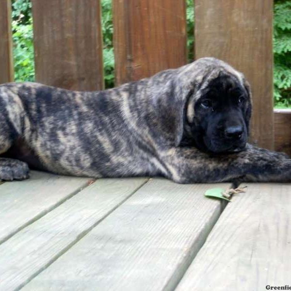 Josie, English Mastiff Puppy