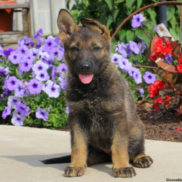 Josie, German Shepherd Puppy