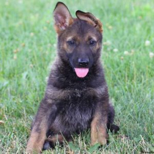 Josie, German Shepherd Puppy