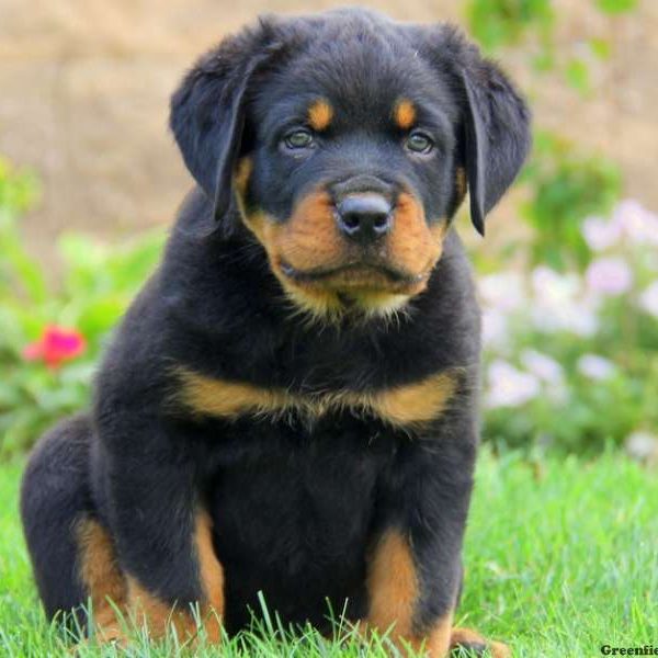 Jovi, Rottweiler Puppy