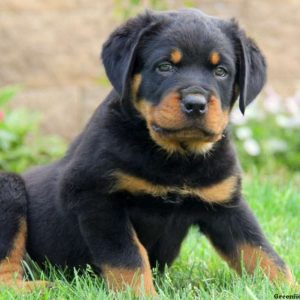 Jovi, Rottweiler Puppy