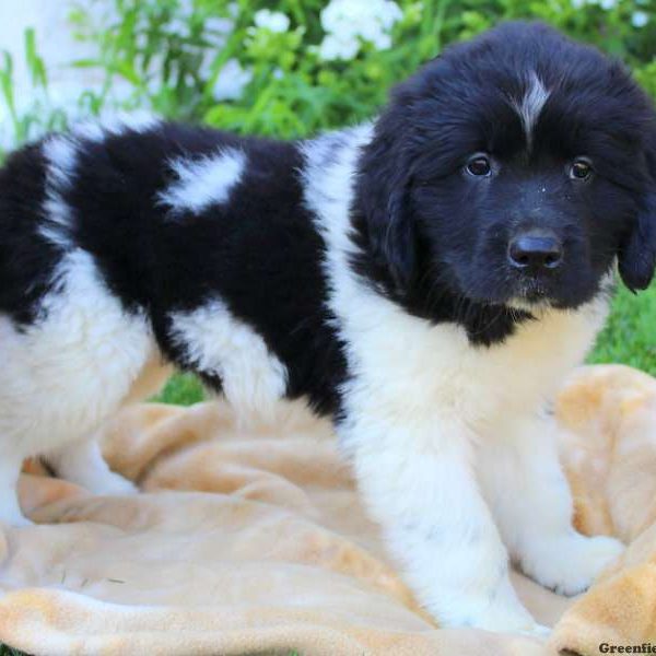 Joy, Newfoundland Puppy