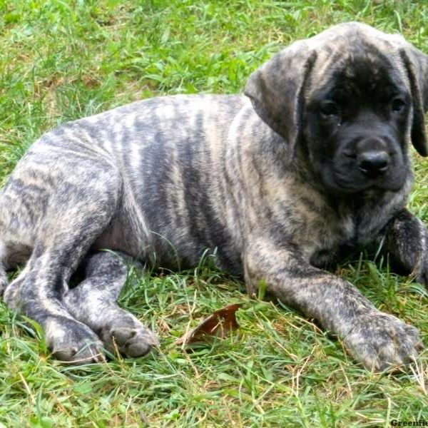 Joy, English Mastiff Puppy