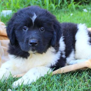 Joy, Newfoundland Puppy