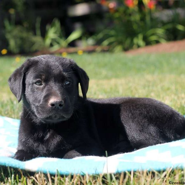 Judd, Labrador Retriever-Black Puppy