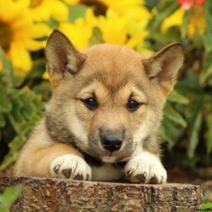 Judd, Shiba Inu Puppy