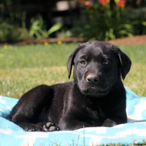 Judd, Labrador Retriever-Black Puppy