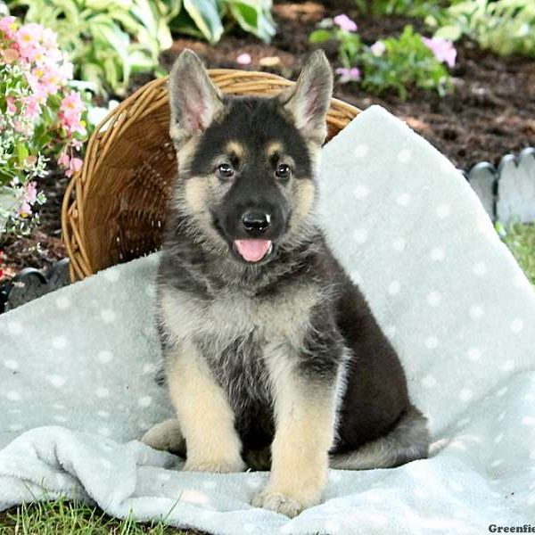 Jude, German Shepherd Puppy