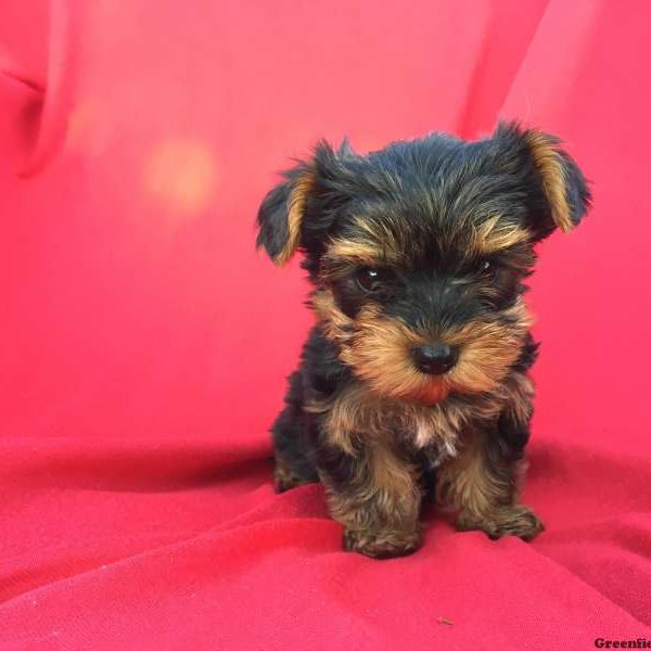 Jude, Yorkshire Terrier Puppy