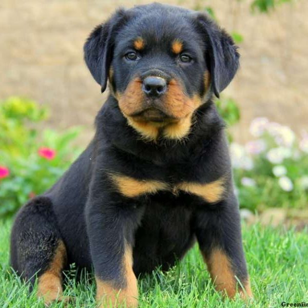 Jude, Rottweiler Puppy