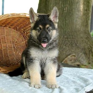 Jude, German Shepherd Puppy