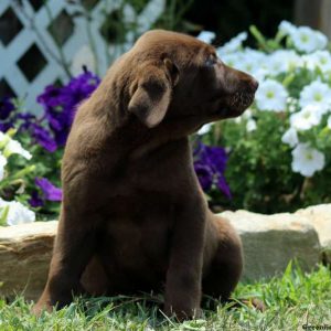 Jude, Labrador Retriever-Chocolate Puppy