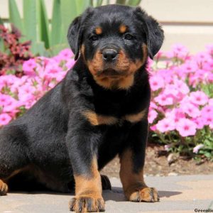 Jude, Rottweiler Puppy
