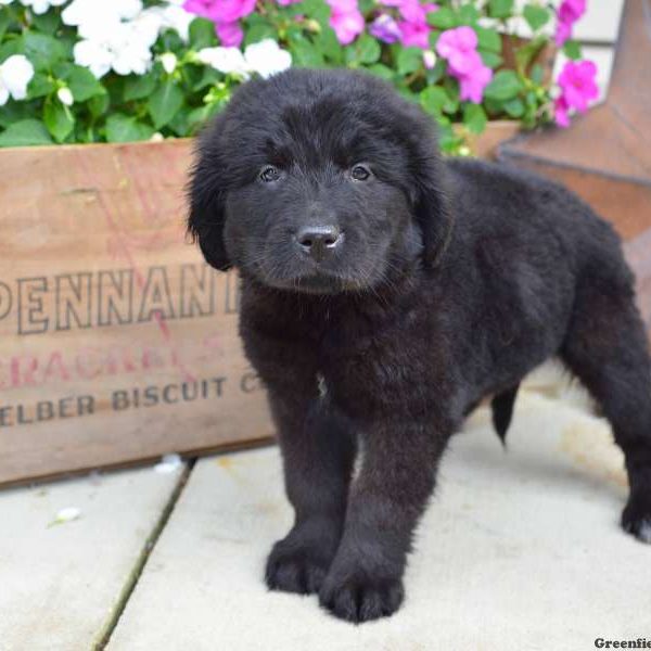 Judy, Newfoundland Puppy