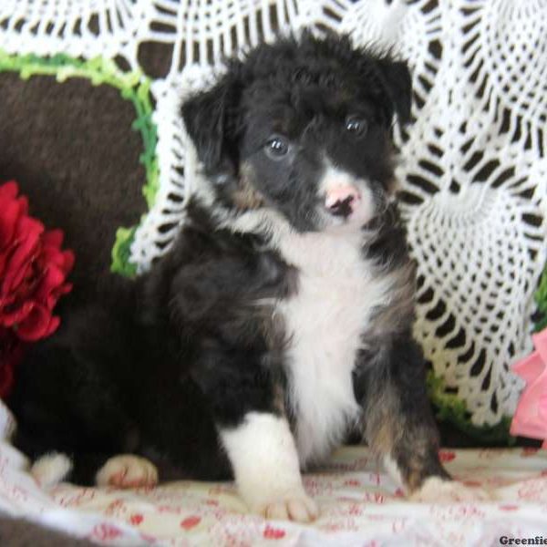 Judy, Border Collie Puppy