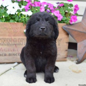 Judy, Newfoundland Puppy