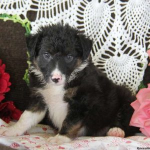 Judy, Border Collie Puppy