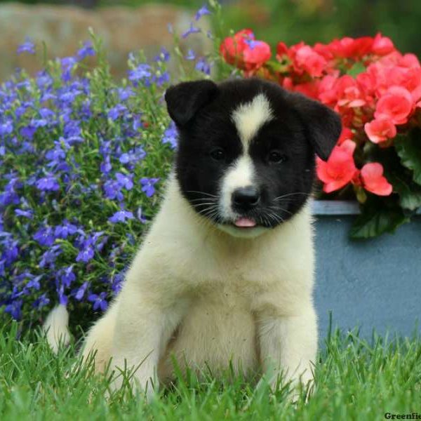 Jules, Akita Puppy