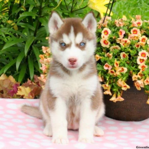 Julia, Siberian Husky Puppy