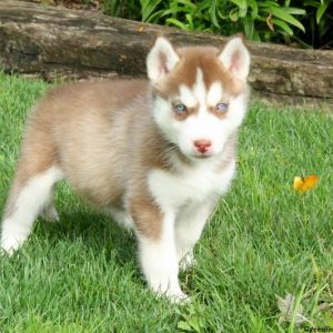 Julia, Siberian Husky Puppy