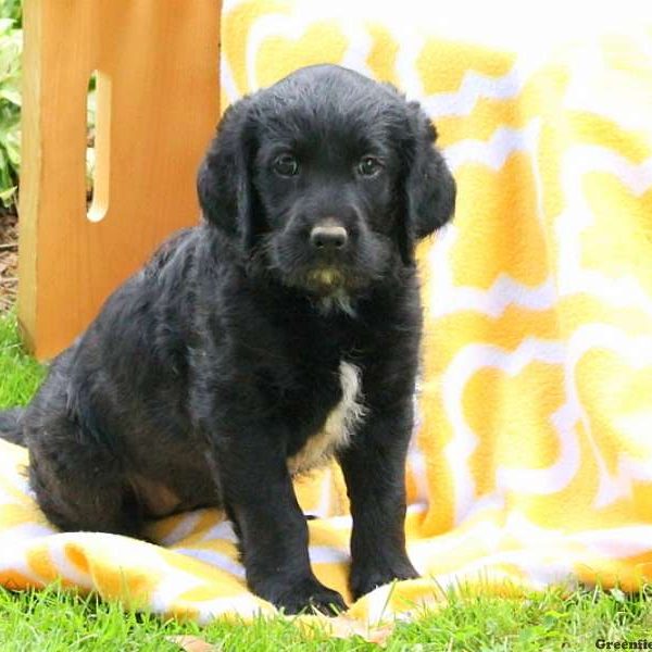 Juliana, Labradoodle Puppy