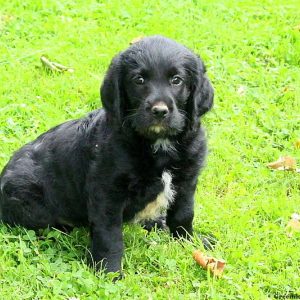 Juliana, Labradoodle Puppy