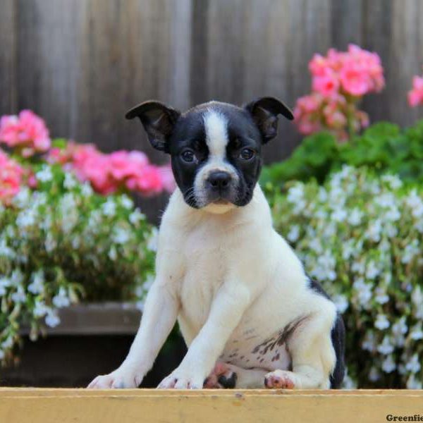 Julie, Boston Terrier Puppy