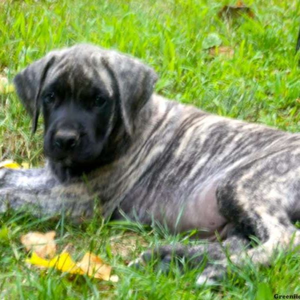 Julie, English Mastiff Puppy