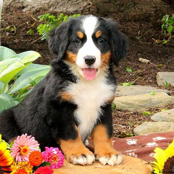 Julius, Bernese Mountain Dog Puppy