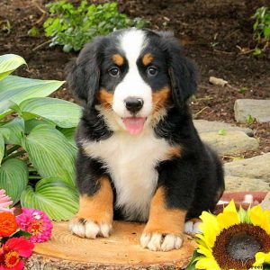 Julius, Bernese Mountain Dog Puppy