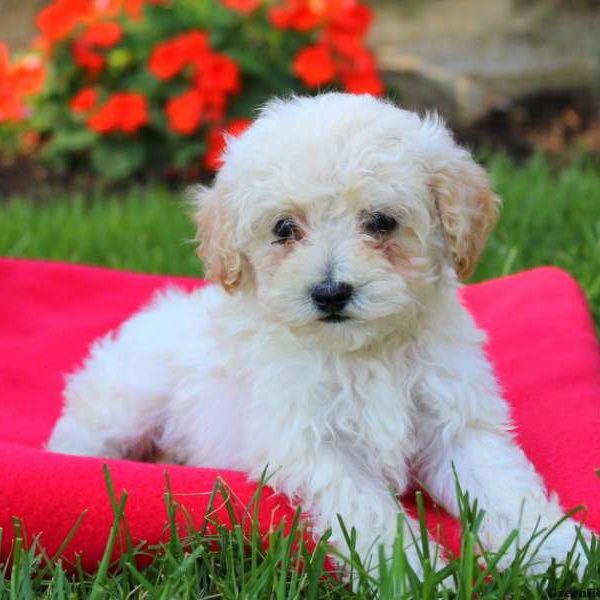 Jumper, Toy Poodle Puppy