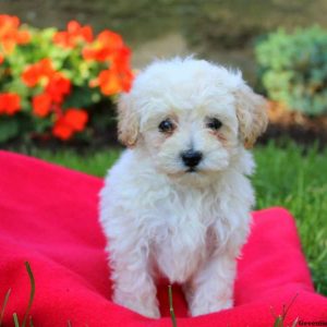 Jumper, Toy Poodle Puppy