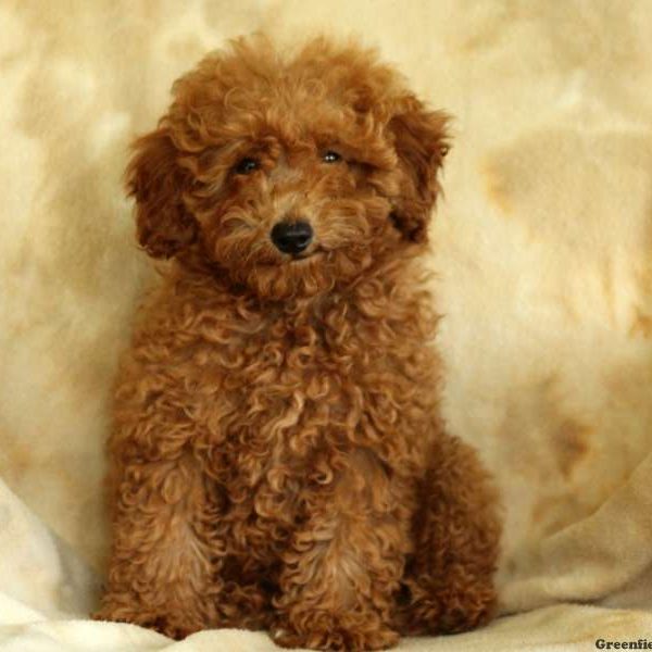 June, Miniature Poodle Puppy