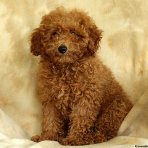 June, Miniature Poodle Puppy