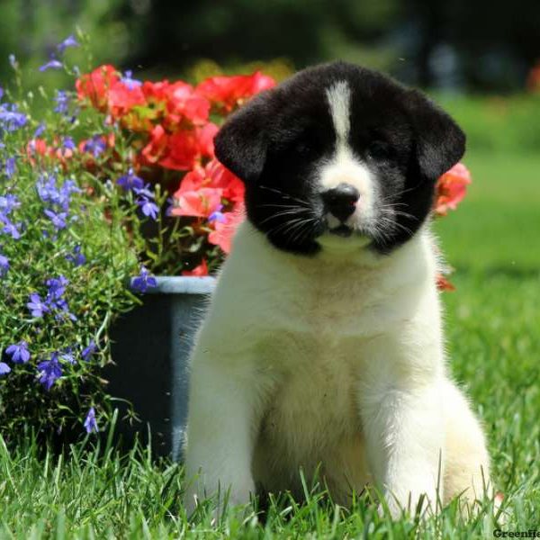 Juniper, Akita Puppy