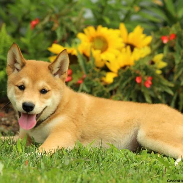 Juniper, Shiba Inu Puppy