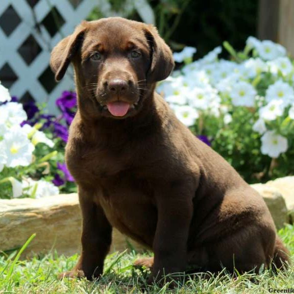 Juniper, Labrador Retriever-Chocolate Puppy