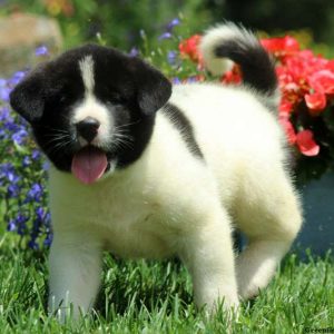 Juniper, Akita Puppy