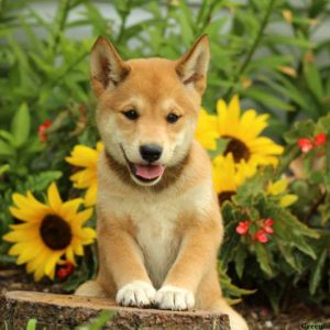 Juniper, Shiba Inu Puppy