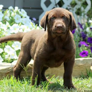 Juniper, Labrador Retriever-Chocolate Puppy