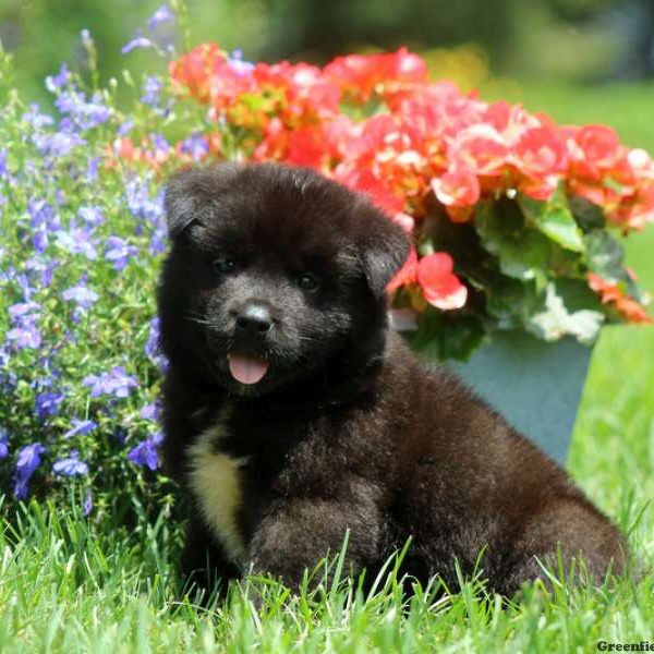 Juno, Akita Puppy