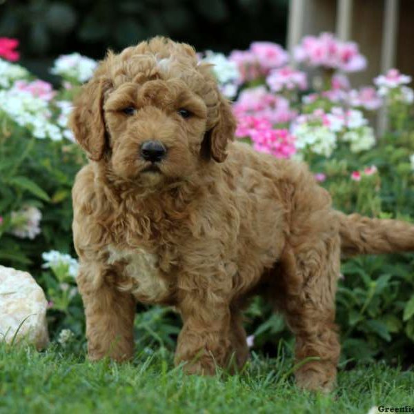 Jupiter, Labradoodle-Miniature Puppy