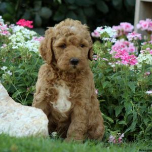 Jupiter, Labradoodle-Miniature Puppy