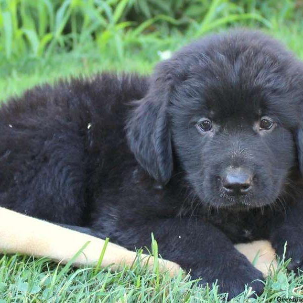 Justice, Newfoundland Puppy