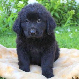 Justice, Newfoundland Puppy