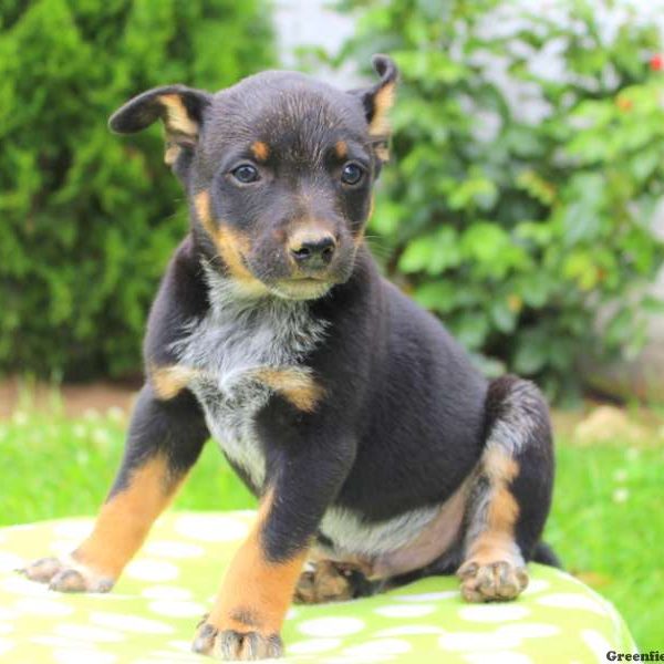 Justin, Blue Heeler – Australian Cattle Dog Puppy