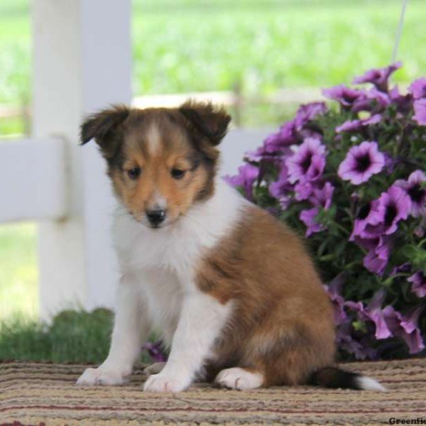 Justin, Shetland Sheepdog Puppy