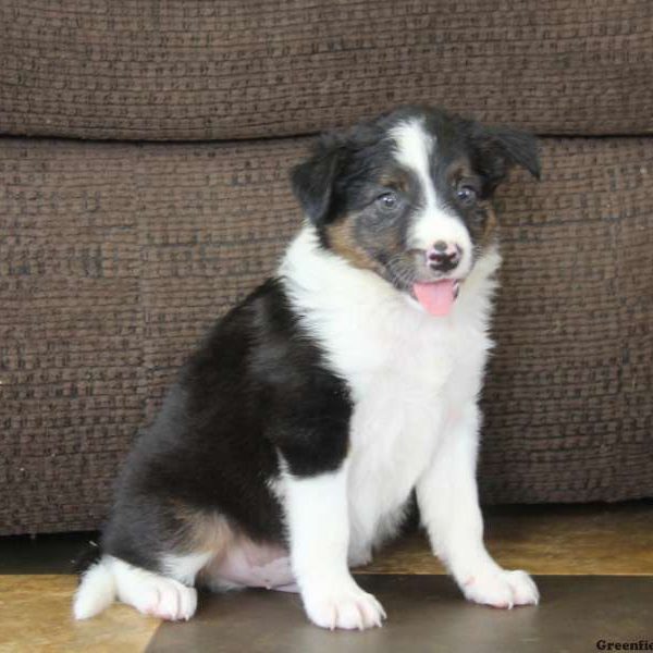 Justin, Border Collie Puppy