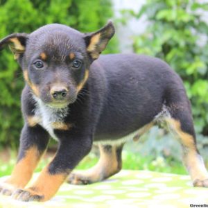 Justin, Blue Heeler – Australian Cattle Dog Puppy